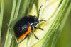 Chrysolina kuesteri